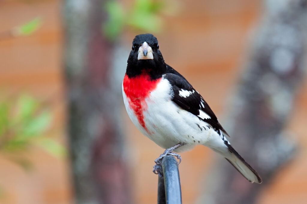 Birds in Wisconsin