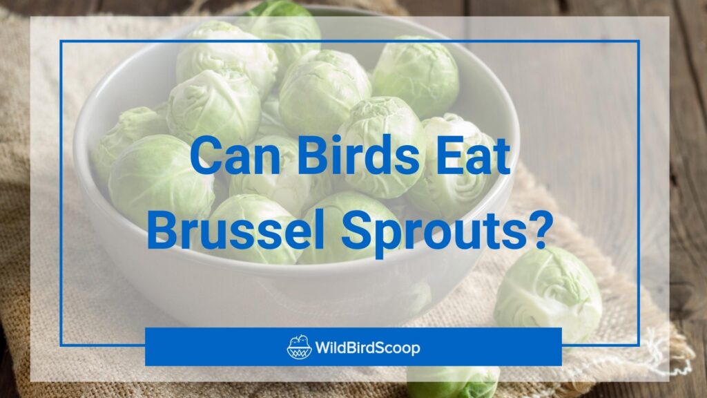 Can Birds Eat Brussel Sprouts