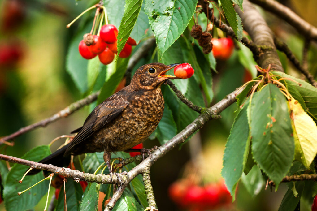 Can Birds Eat Cherries