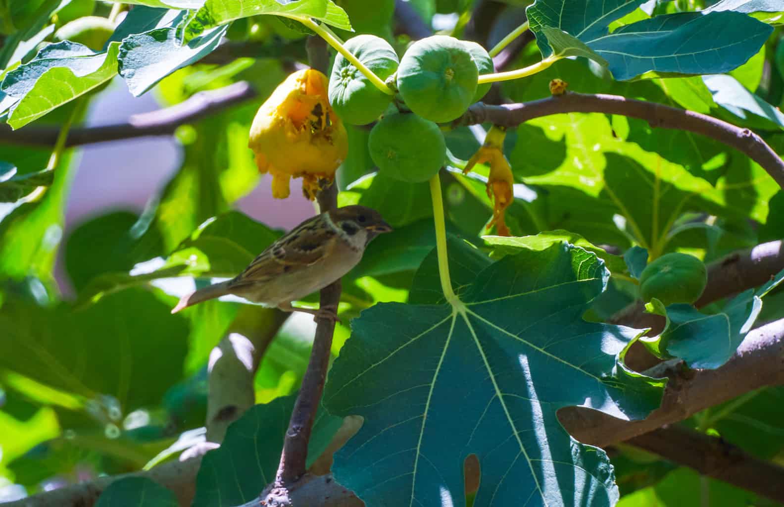 Can Birds Eat Figs