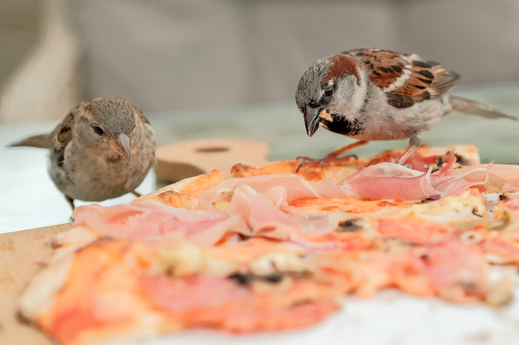 Can Birds Eat Pizza