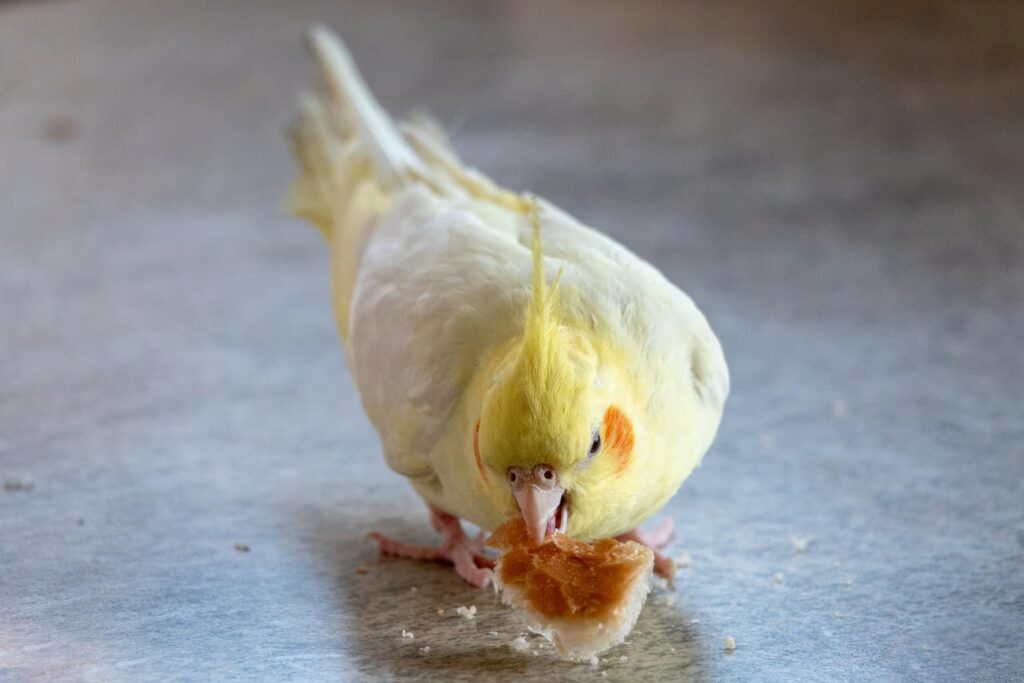 Can Birds Eat Pretzels