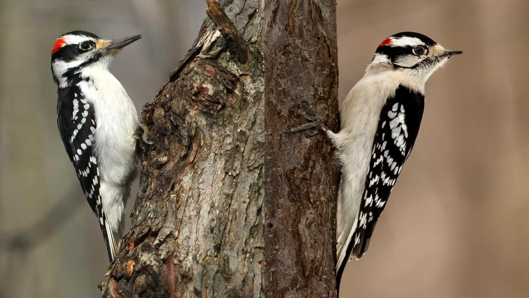 Hairy vs Downy Woodpecker