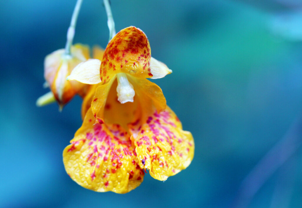 Jewelweed