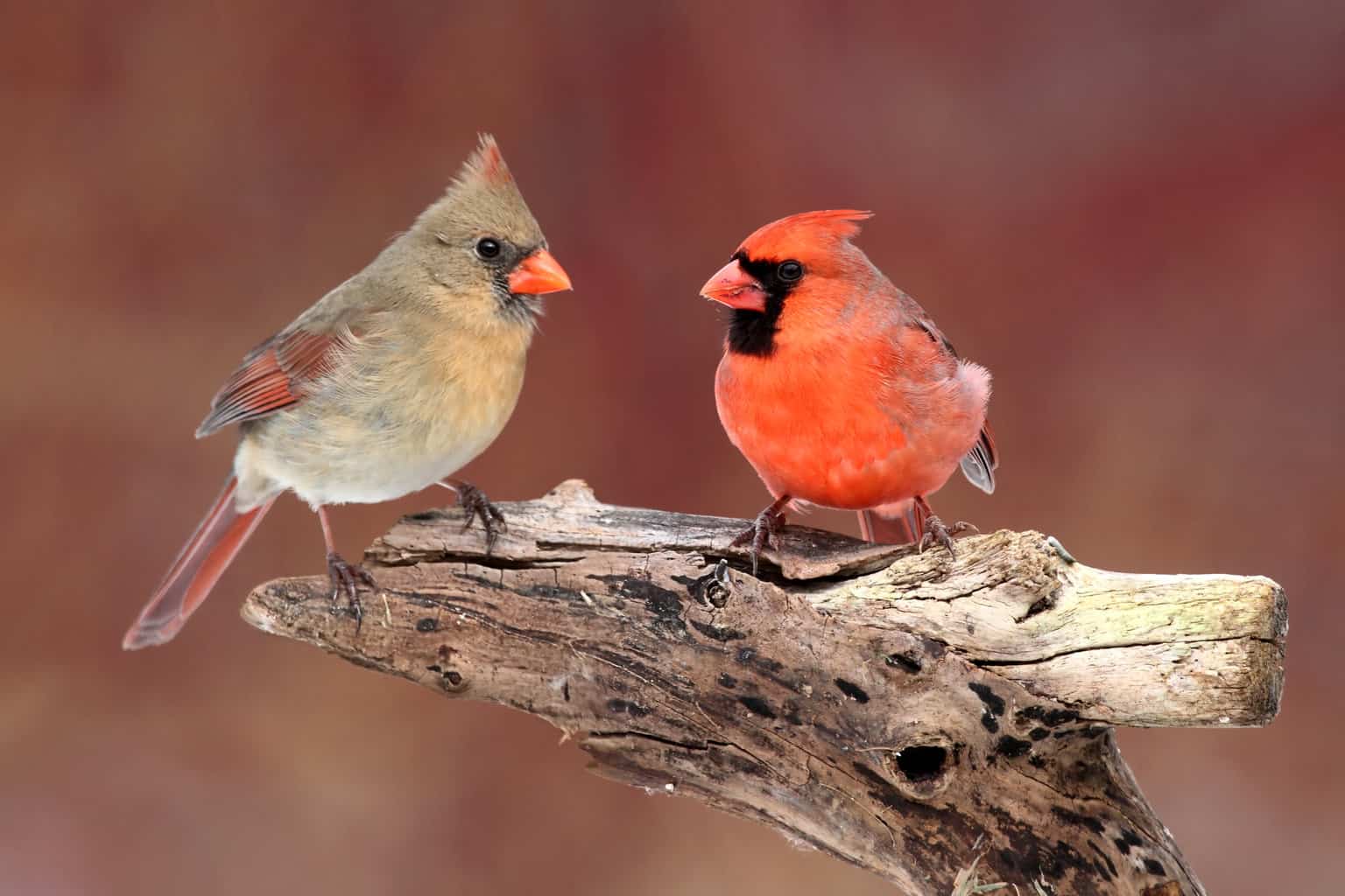 Male vs Female Cardinals