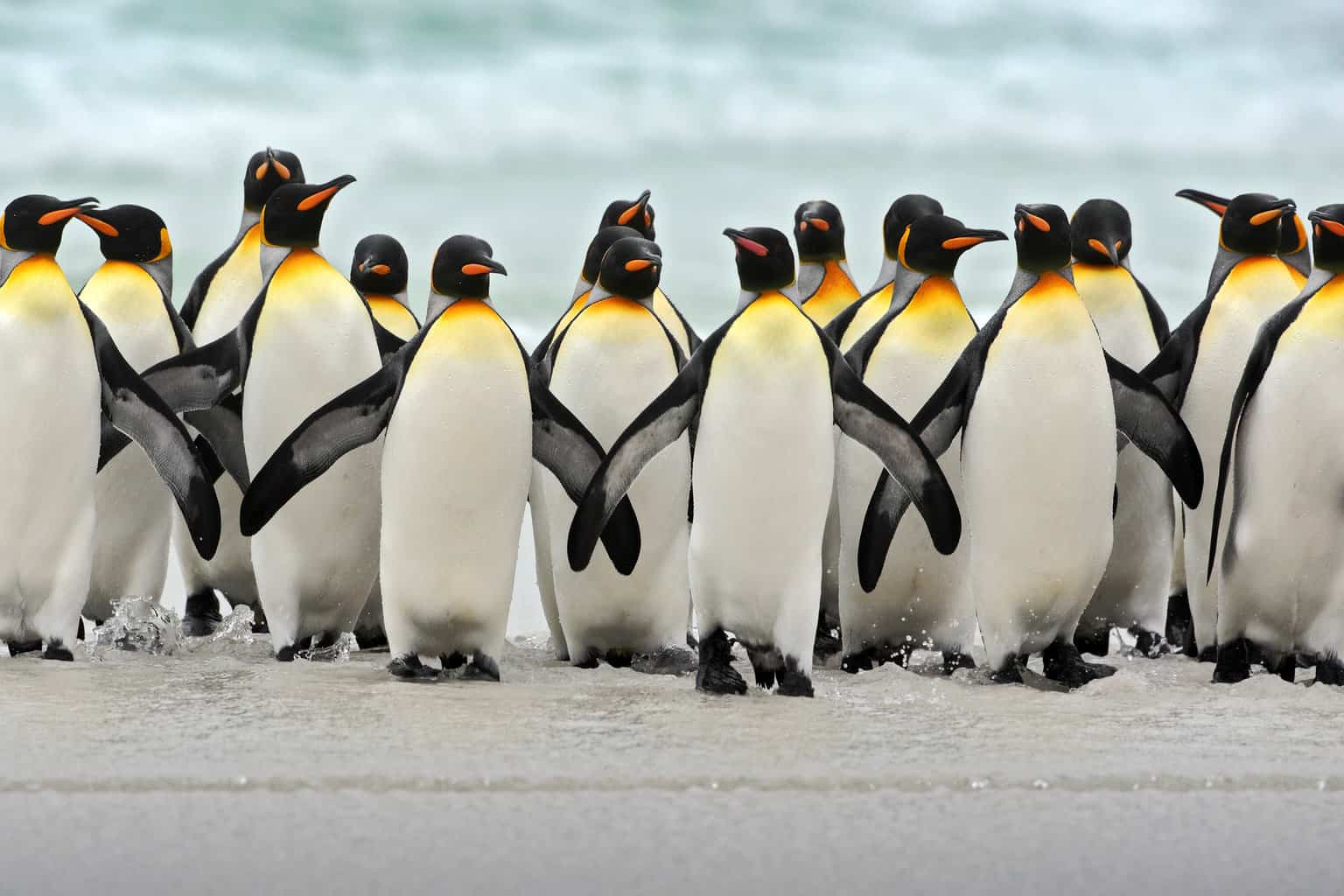 Birds That Look Like Penguins