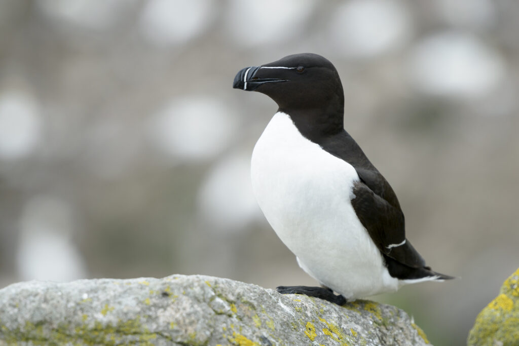 Extinct Razor Bill 12 Birds That Look Like Penguins