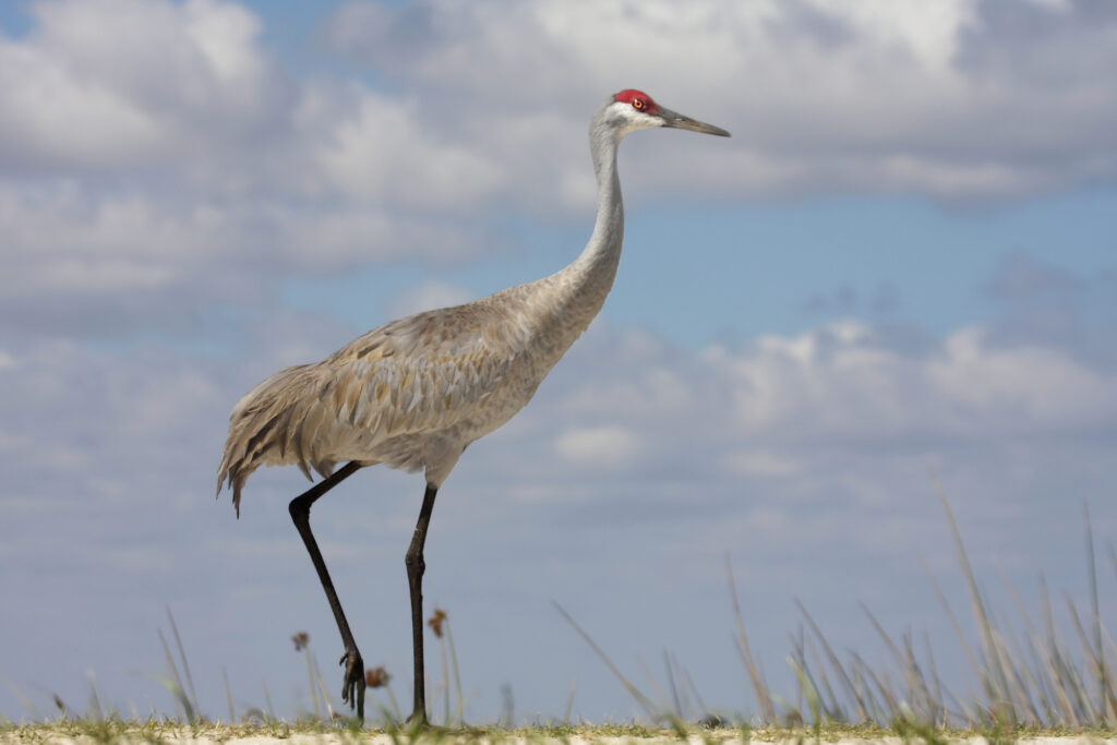 13 Birds You'll See This Week That Won't Be Here in July 9 Sandhill Crane
