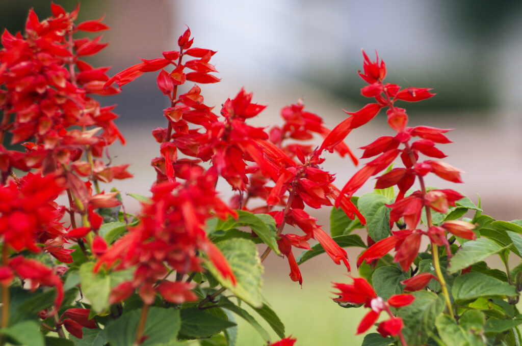 7 Perennials to Plant This Weekend That Will Be Full of Hummingbirds by Memorial Day 1 Scarlet Salvia