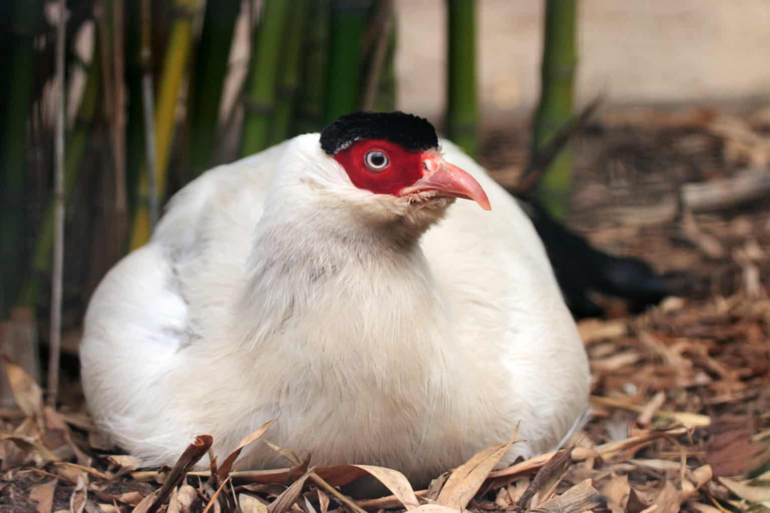 White-Eared Pheasant