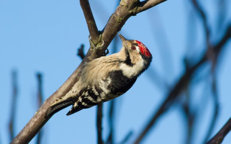 Birds That Look Like Woodpeckers: Interesting Woodpecker’s Cousins