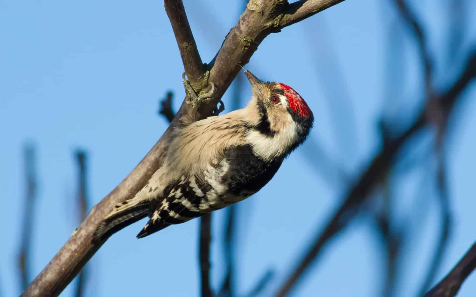 Birds That Look Like Woodpeckers