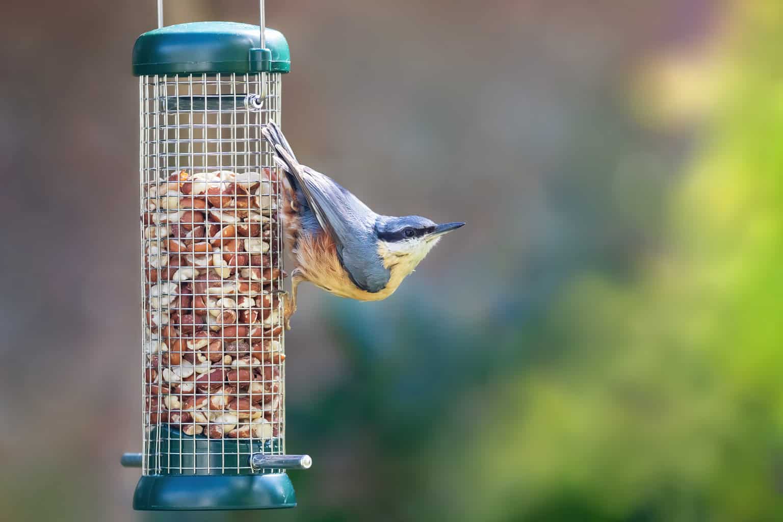 best bird feeders for small birds