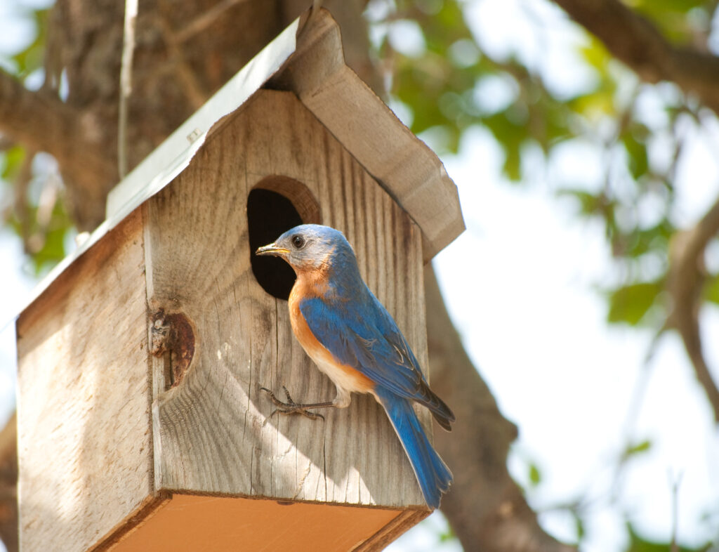 best bluebird houses