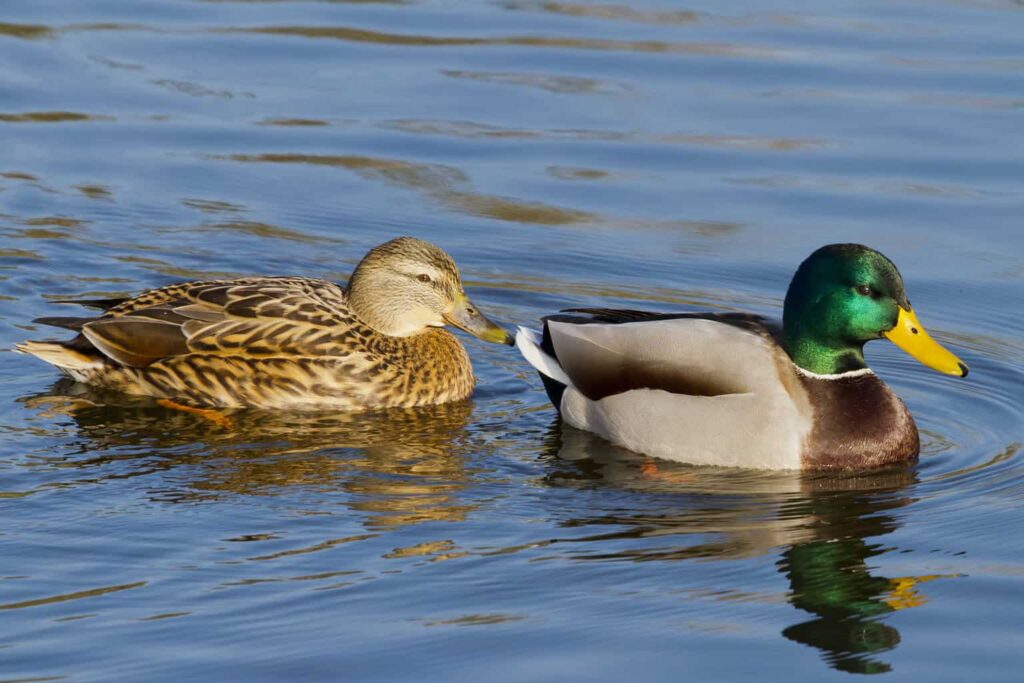 birds that look like ducks