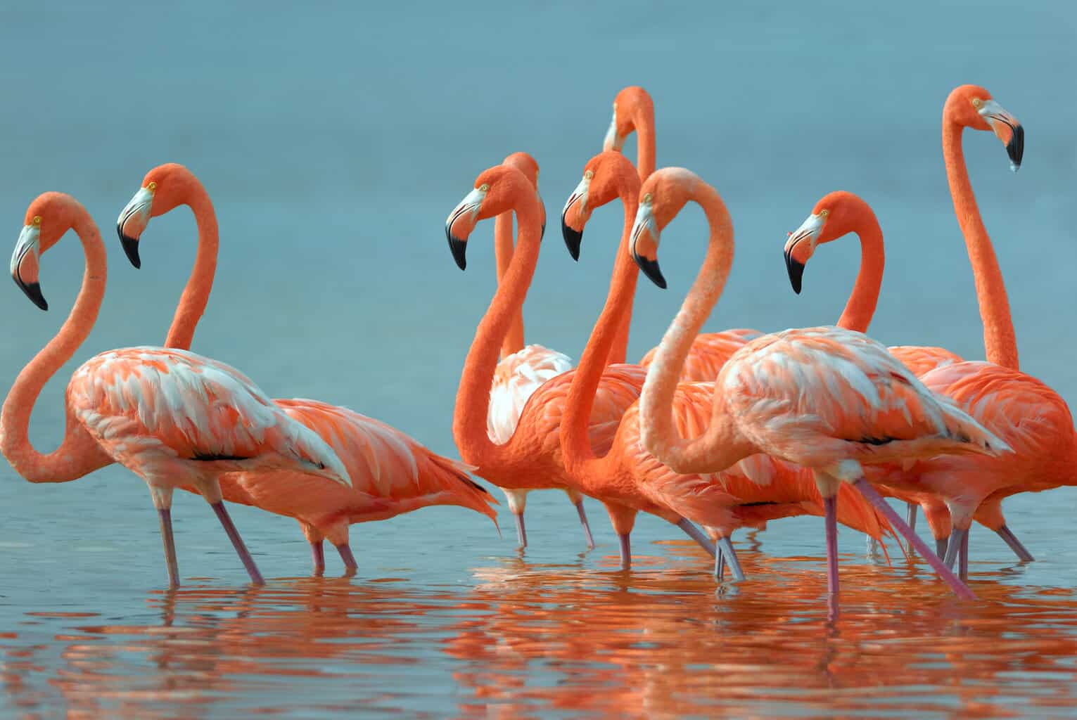 birds that look like flamingos