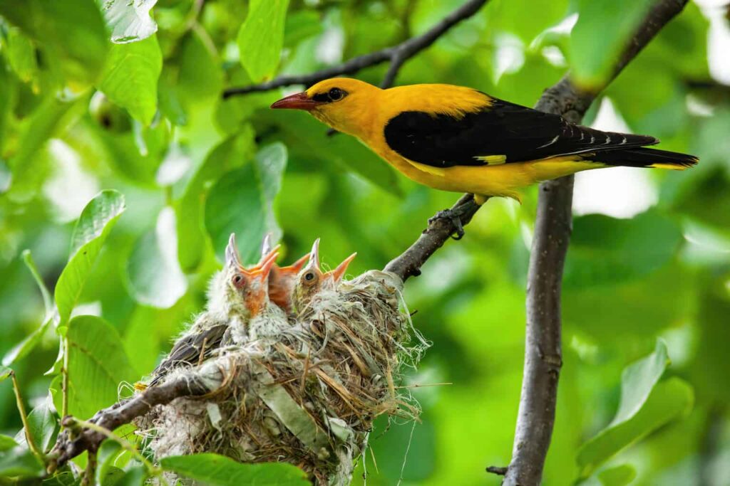 birds that look like orioles