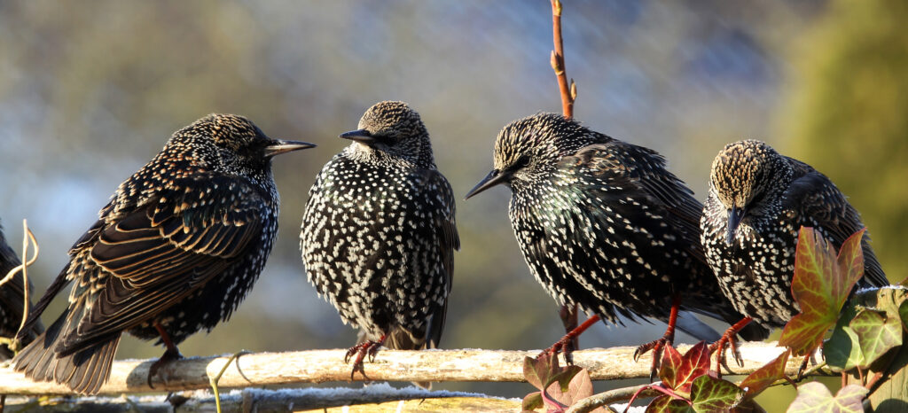 birds that look like starlings