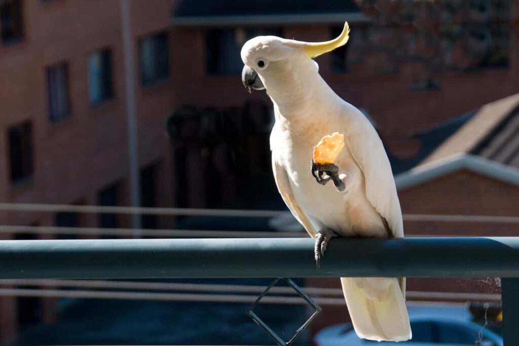can birds eat crackers