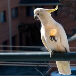 can birds eat crackers