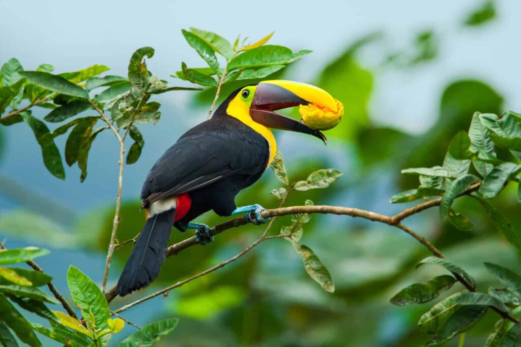 can birds eat guava
