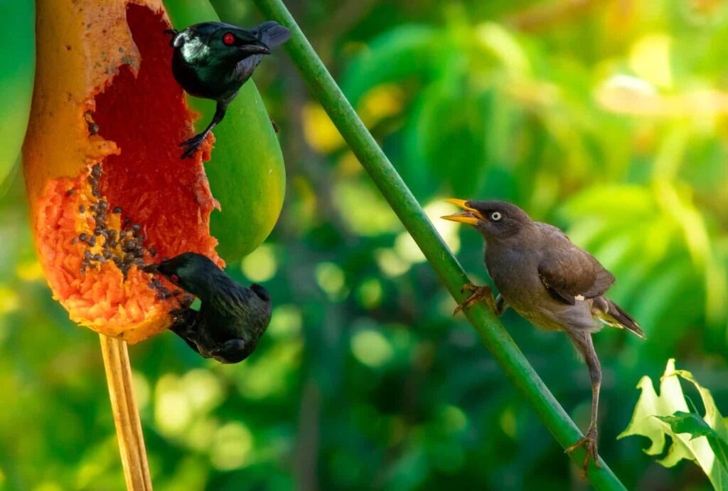 can birds eat papaya