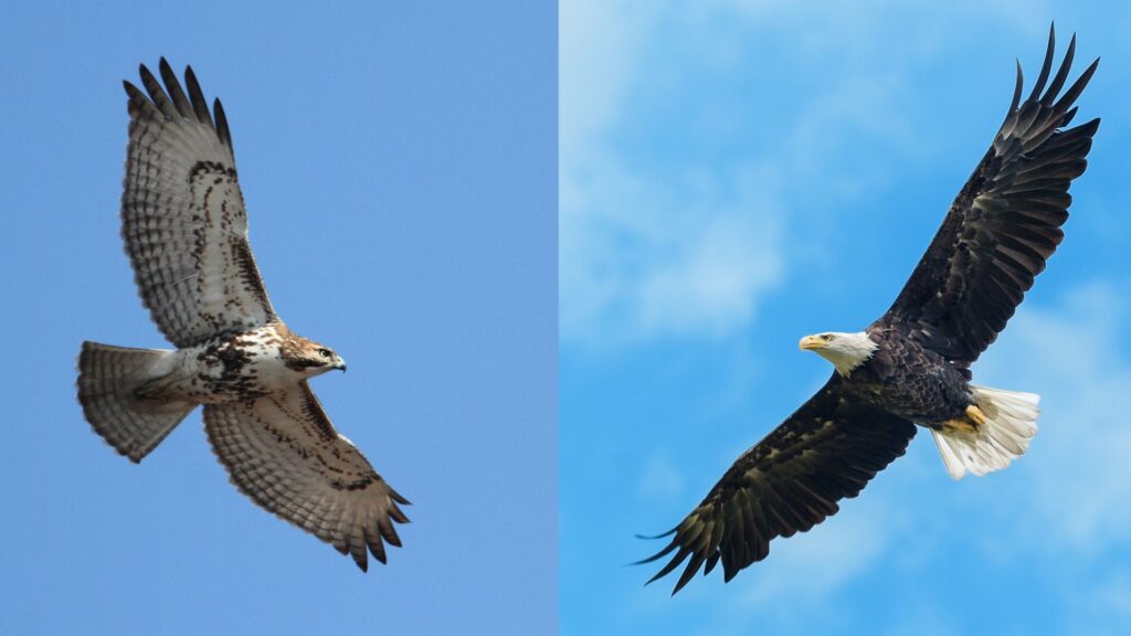 eagles vs hawks