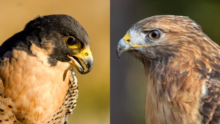 falcons vs hawks