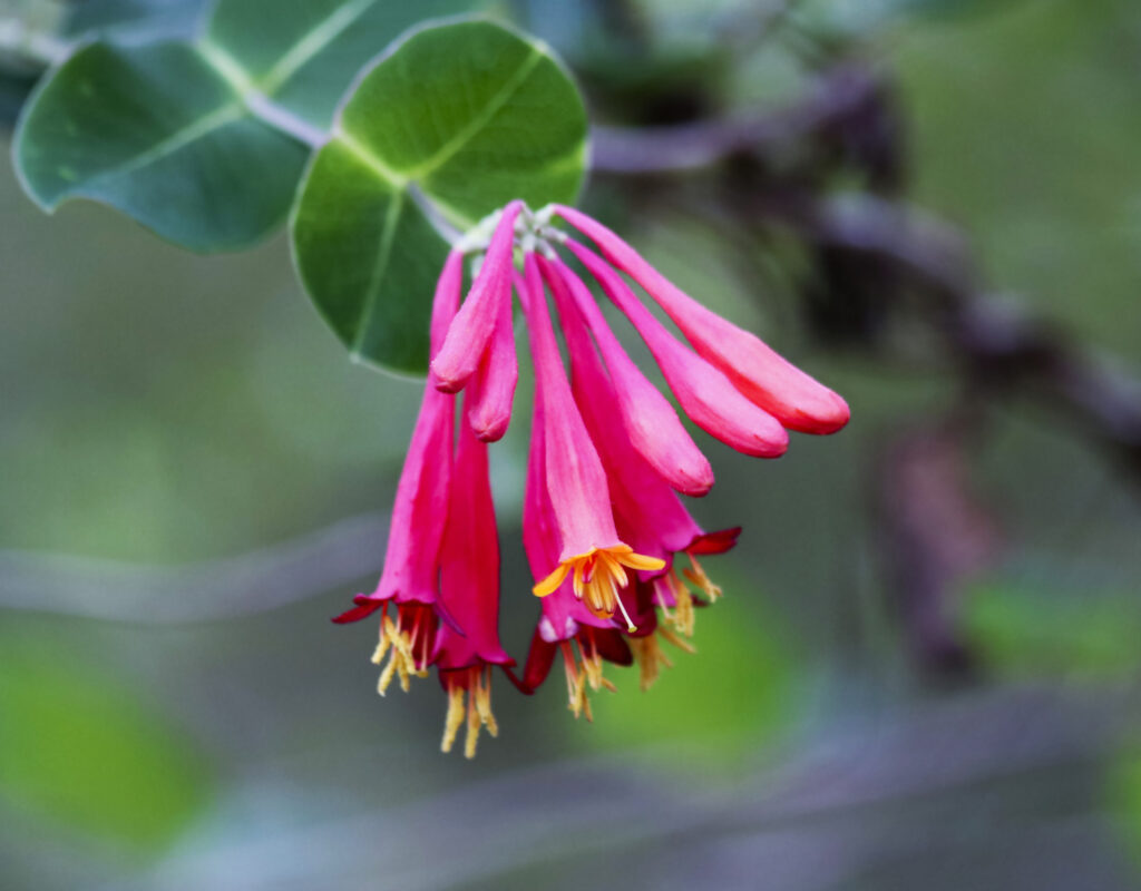 7 Perennials to Plant This Weekend That Will Be Full of Hummingbirds by Memorial Day 3 Trumpet Honeysuckle