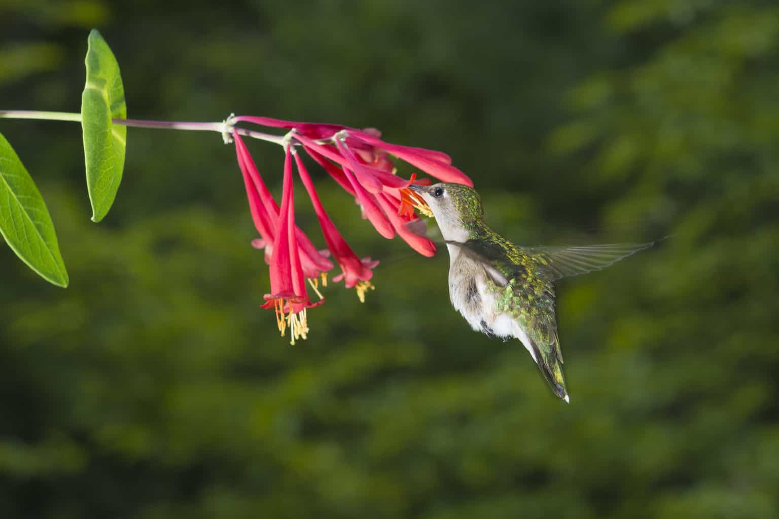what is the best hanging plant to attract hummingbirds