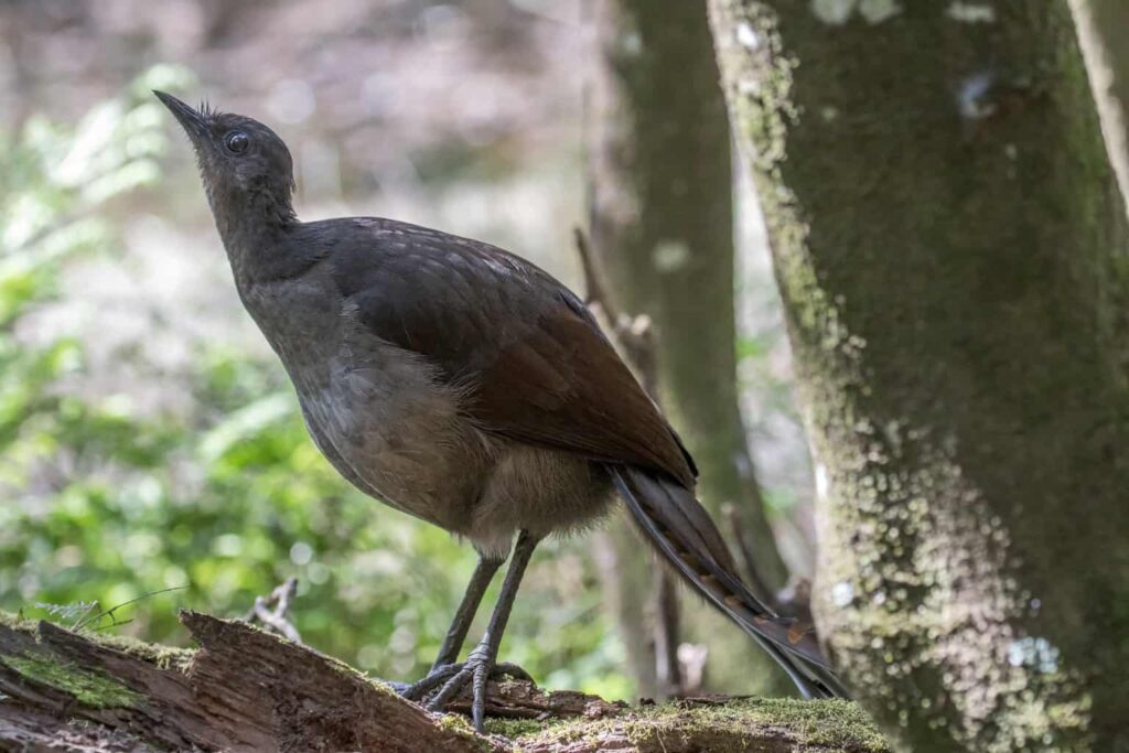 Bird That Sounds Like a Baby Crying
