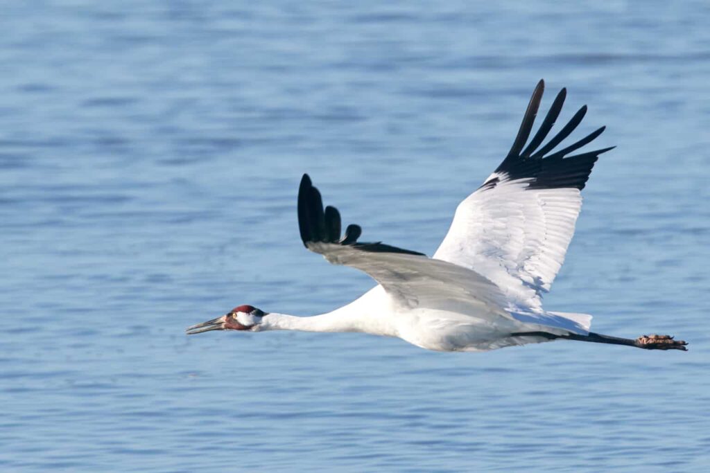 Birds That Look Like Cranes