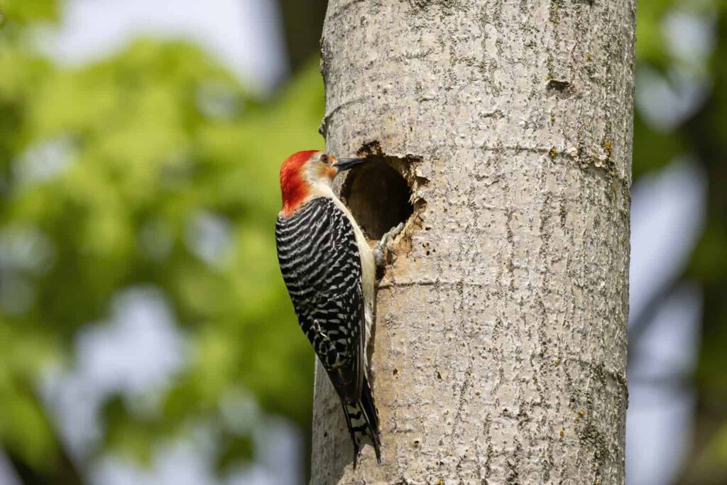 Birds in Massachusetts
