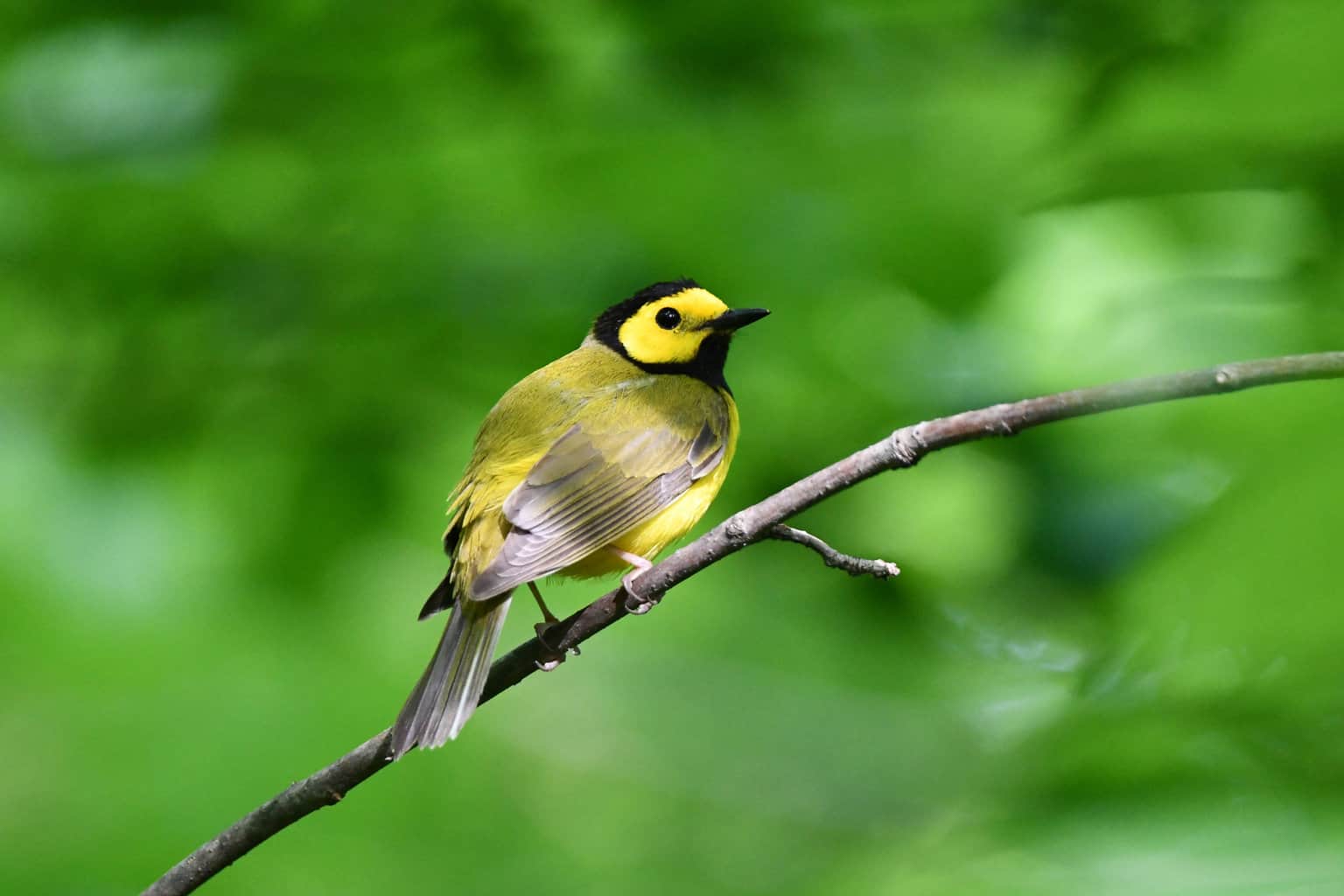 Birds in West Virginia