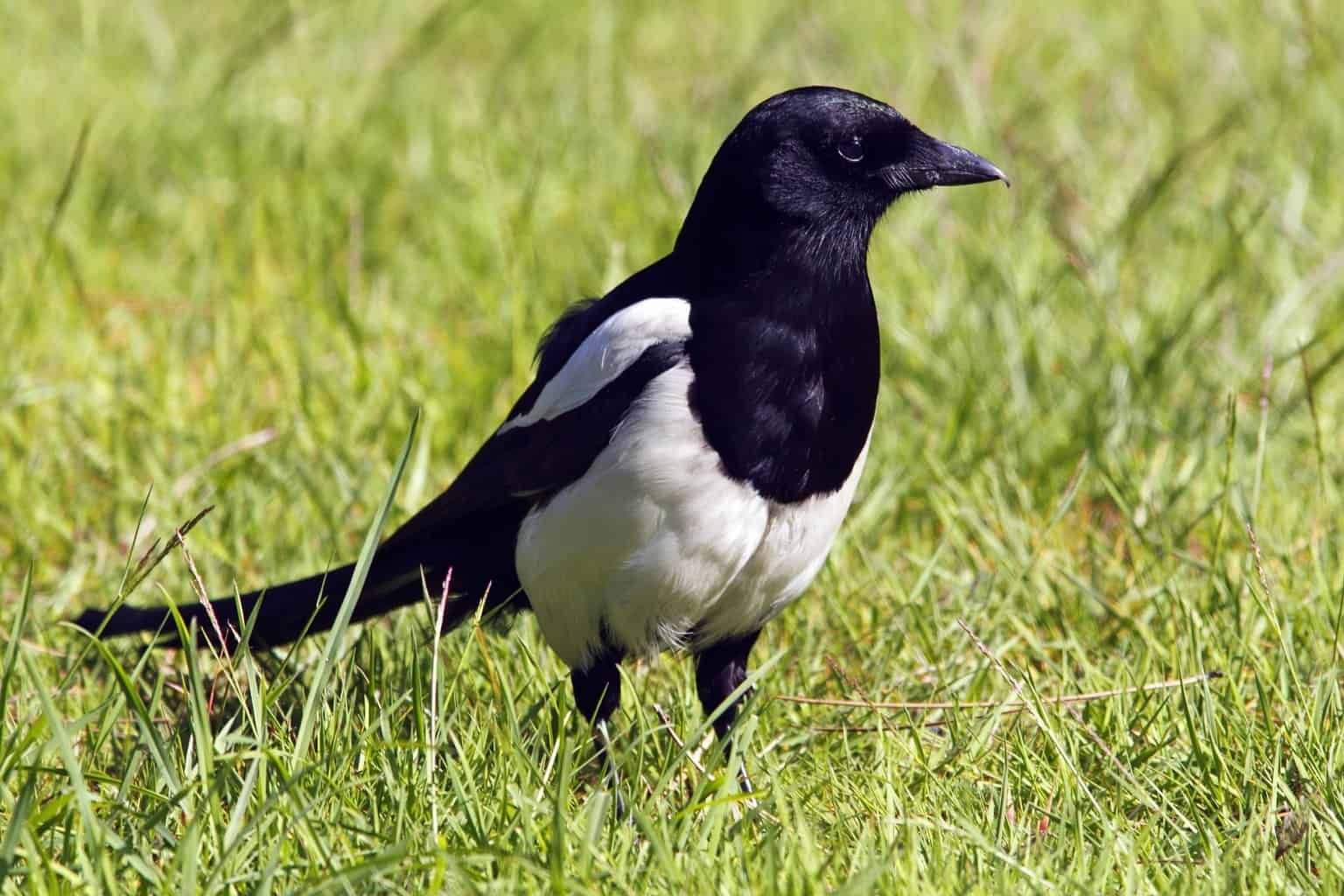 Black-billed Magpies