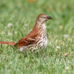 Brown Thrasher