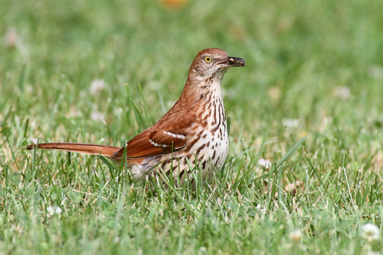 Brown Thrasher