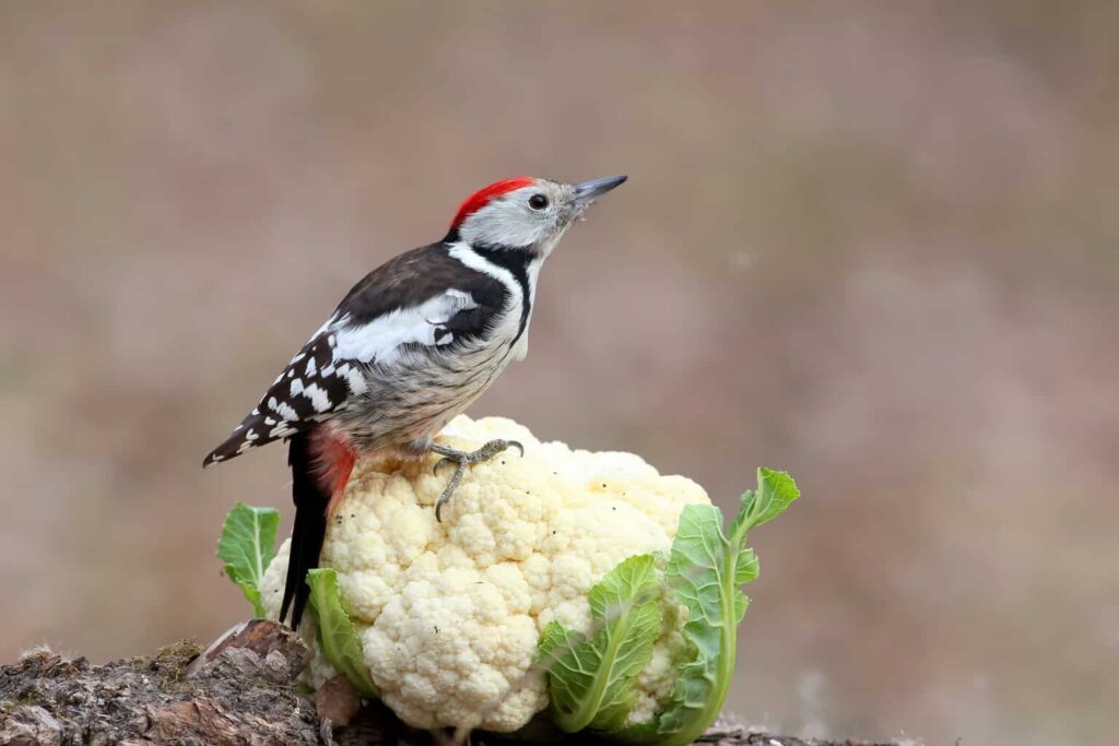 Can Birds Eat Cauliflower