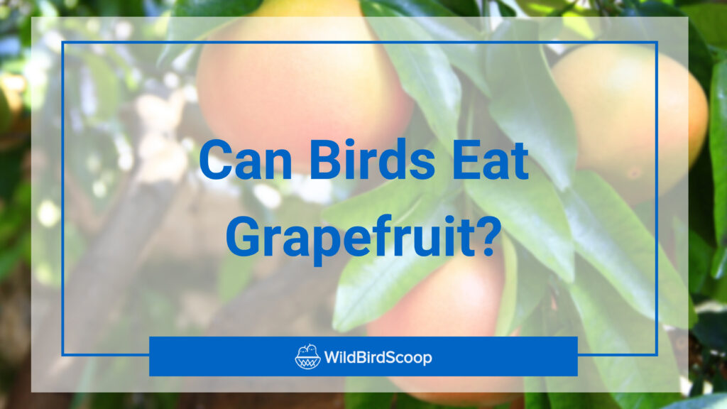 Can Birds Eat Grapefruit
