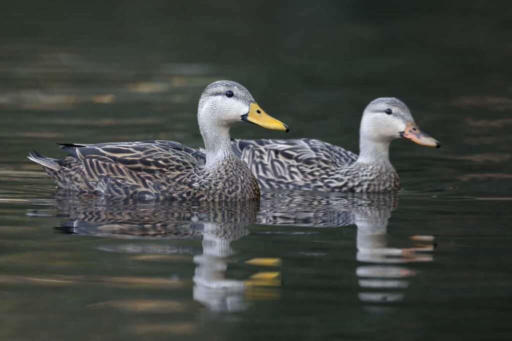 Ducks in Alabama