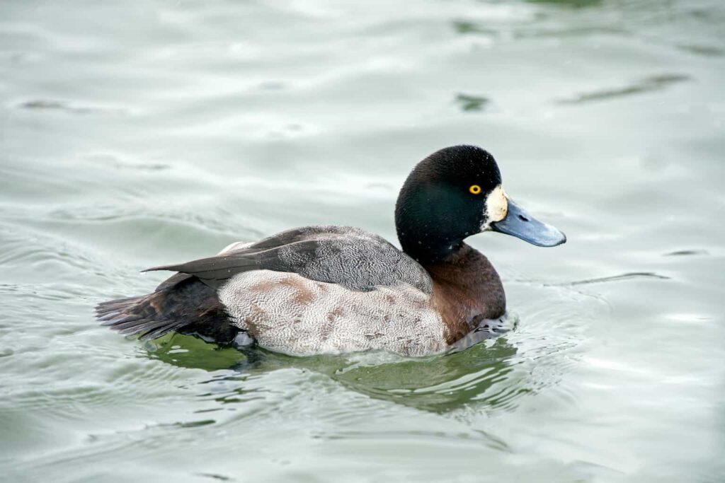 Ducks in Arkansas
