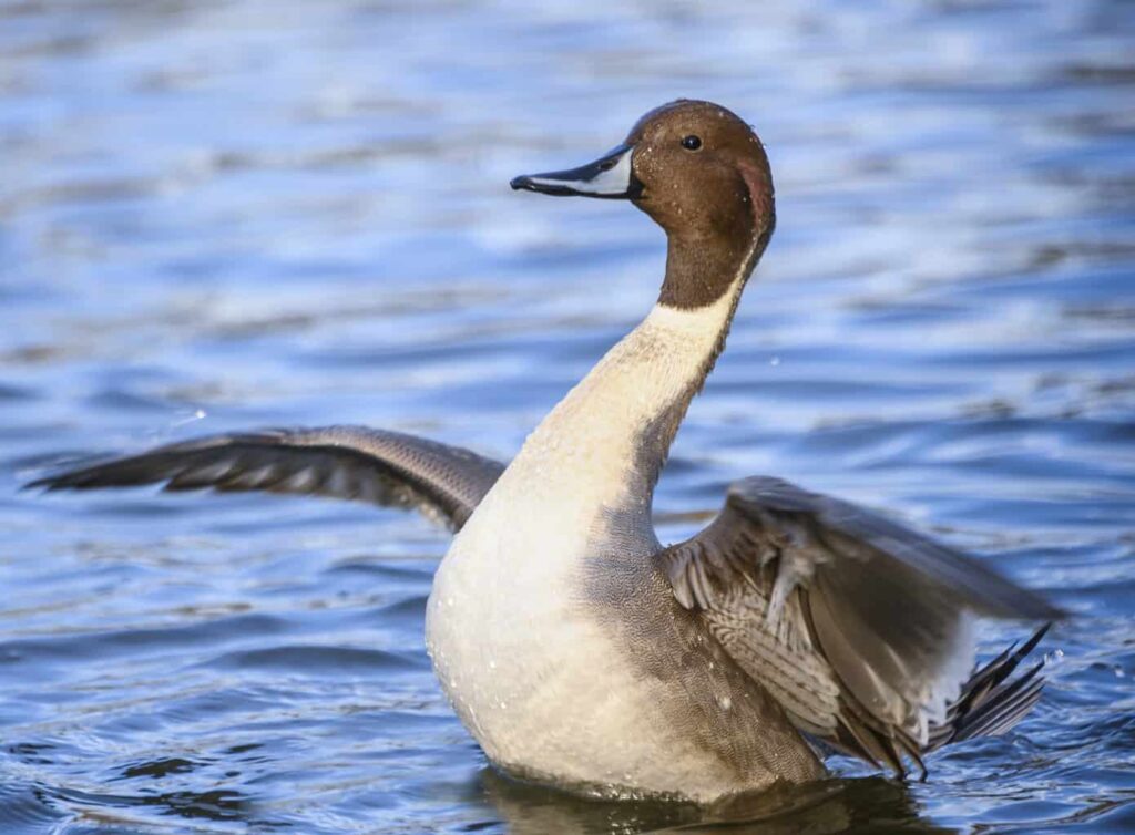 Ducks in New York