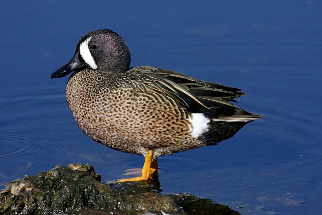 Ducks in Pennsylvania