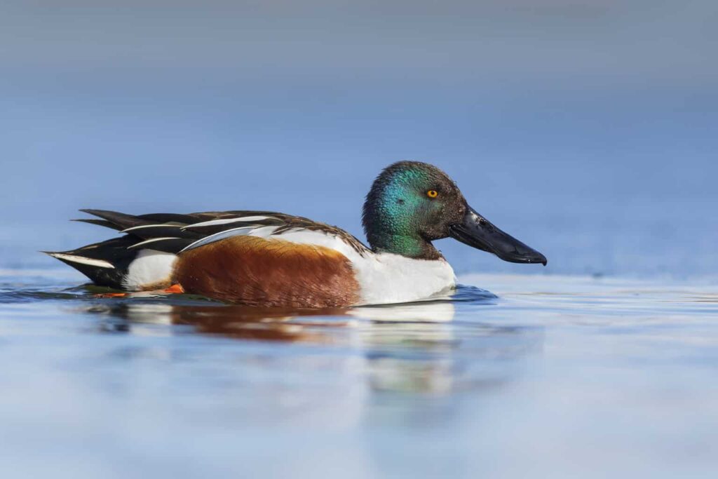 Ducks in Rhode Island