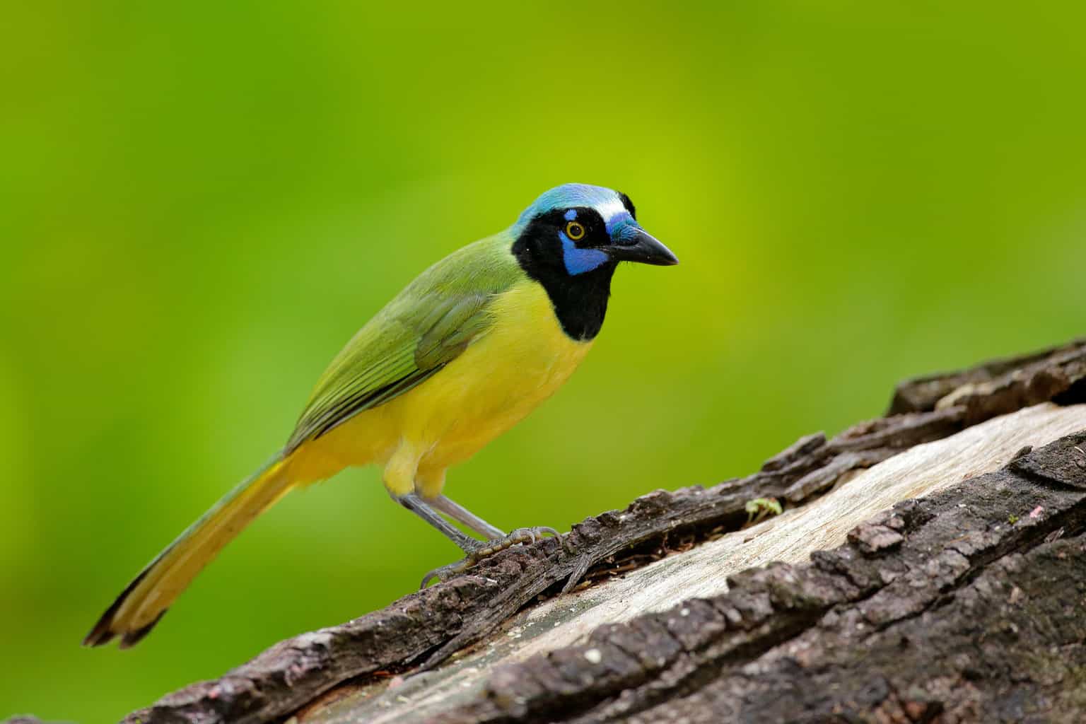 Green Jay