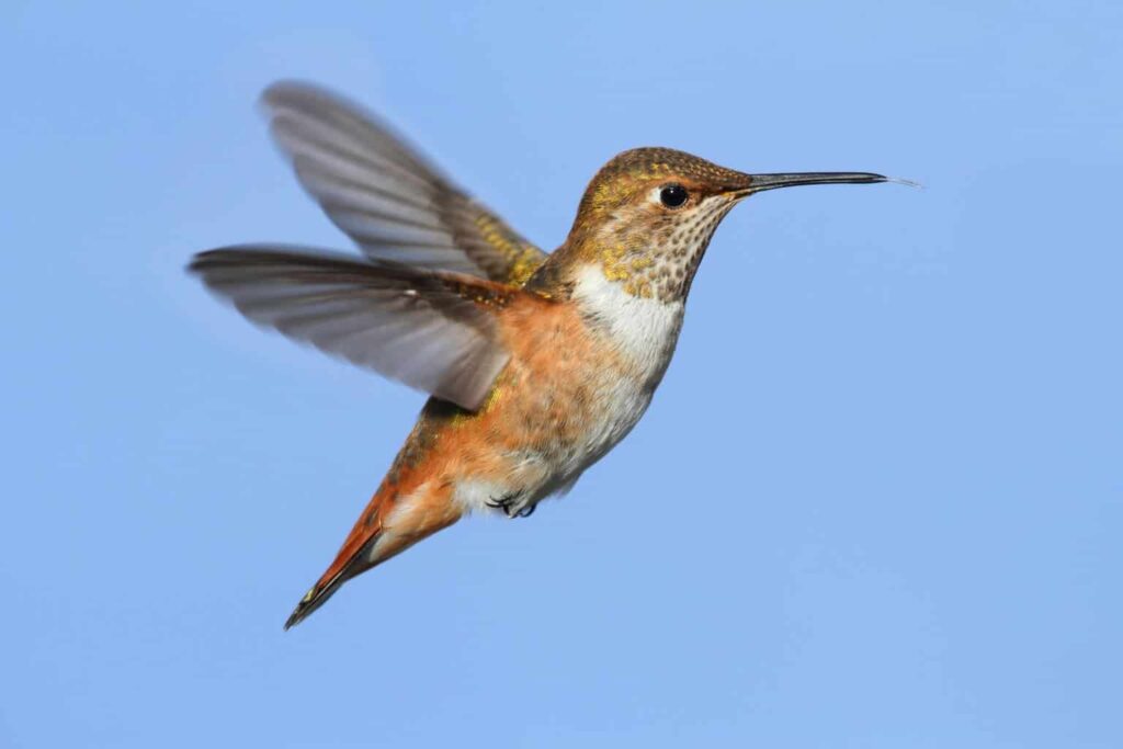 Hummingbirds in Vermont