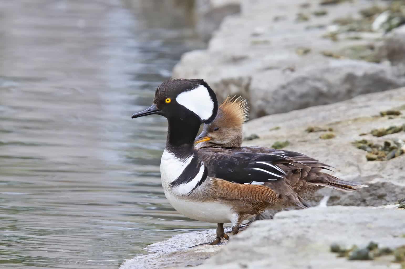 Male Hooded Merganser