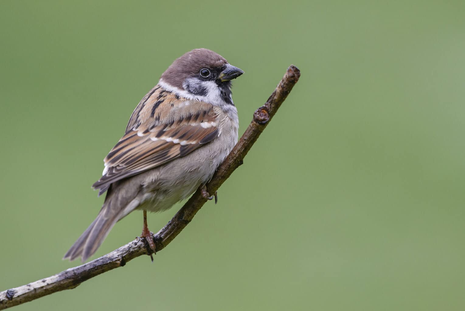 Old World Sparrows