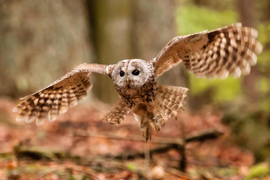 Owls
