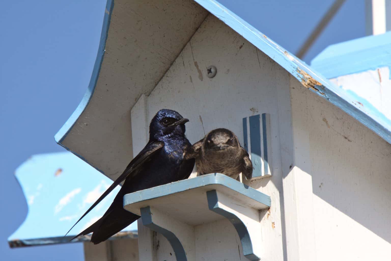 Purple Martins